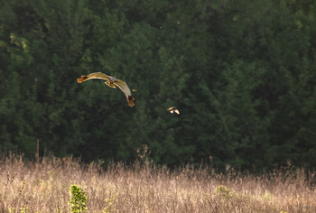 Акелла промахнулся, или За двумя &quot;зайцами&quot; не угнаться... / Болотный , или Камышовый лунь (Circus aeruginosus). В момент атаки дрозд и жёлтая трясогузка рванули встречными
курсами. Тут ещё не понятно, кто на кого нападает: в период высиживания и вскармливания птенцов дрозды весьма агрессивны.