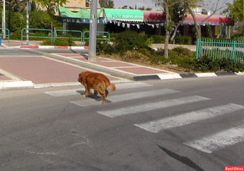 Правила - это святое! / Собака переходит улицу по &quot;зебре&quot;.
Израиль. Город Арад.