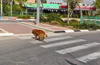 Прапвила - это святое! / Собака пересекает улицу по &quot;зебре&quot;.
