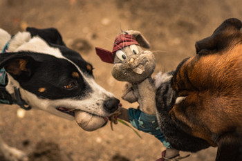 &nbsp; / Mascotas jugando.