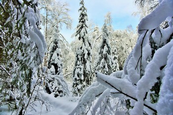 &quot;Снег огурцом хрустел соленым ...&quot; / &quot;Снег огурцом хрустел соленым,
 Шагам скрипуче отвечая,
 И рефлексируя зеленым,
 Под лапы елей подлезая ...&quot;
 С.Терентьев