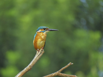 Обыкновенный зимородок (Common Kingfisher) / ...