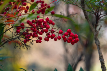  / De la serie el jardín en invierno.