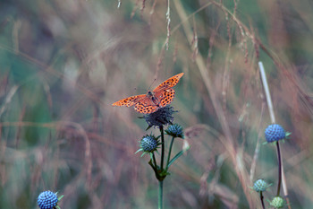 )( / Лето, природа, бабочка, макромир