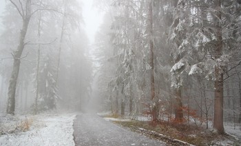 Очарование туманом / Зимний лес