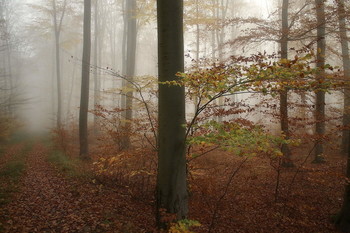 Осеннее настроение / Утро в туманном лесу . Осенний пейзаж .