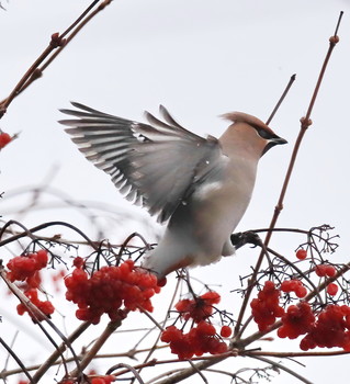 Свиристель / Свиристель