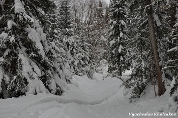 В январском лесу / ***