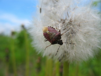 Щитник / Клоп щитник на распушившемся одуванчике.