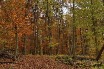 Скоро зима ... / Осенний лесной пейзаж .