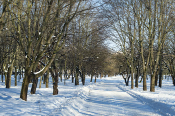 Зима в парке / Зимний пейзаж в солнечный день