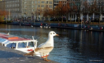 Чайка на озере Альстер / Озеро Альстер (Alster Hamburg) - сердце Гамбурга, любимое место отдыха гамбуржан и гостей города. 
 Видео:

https://www.youtube.com/watch?v=FUnJ6Mt1G68

Alstervergnügen 2017. Hamburg
https://www.youtube.com/watch?v=PZXeb1sykTk

Alster am Abend
https://www.youtube.com/watch?v=YdvFUdm0nQ0

Alster Hamburg
https://www.youtube.com/watch?v=shvDCXIyNb0&amp;pbjreload=10

Короткая видео-зарисовка о чернохвостых луговых собачках и пингвинах:

https://www.youtube.com/watch?v=WnAX2MIXXMs

Слайд-шоу &quot;Зоопарк Гамбурга&quot;:

https://www.youtube.com/watch?v=Ms1GfBntMoE

Birds 
https://www.youtube.com/watch?v=b5vziYLabQ4