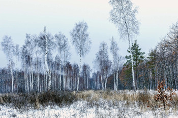 Зима среди берез.. / Зимнее утро. Мимо березовой посадки.. Березы зимой, когда пасмурно и надвигается туман. Зима среди берез. Заснеженный ближний план с высокой травой.. Березы уходящие вдаль...