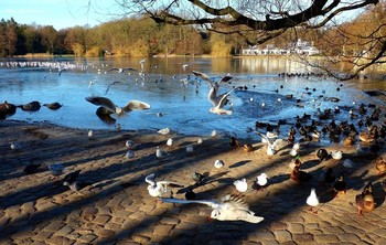 Außenmühlenteich Hamburg / Птицы на озере
https://www.youtube.com/watch?v=0axD9DZxNYw
https://www.youtube.com/watch?v=I5oFEUlDr2s
https://www.youtube.com/watch?v=CAeNjlhBcFc
https://www.youtube.com/watch?v=b5vziYLabQ4
 https://www.youtube.com/watch?v=WnAX2MIXXMs
https://www.youtube.com/watch?v=Ms1GfBntMoE
https://www.youtube.com/watch?v=TlOzgXCP1pg
https://www.youtube.com/watch?v=jbG7j-3WUNs