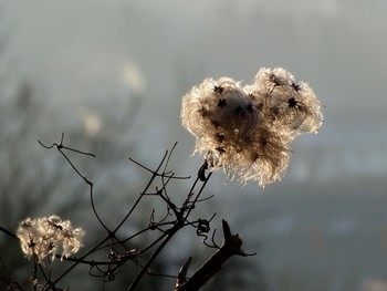 &nbsp; / die Samenstände der Waldrebe im Sonnenlicht