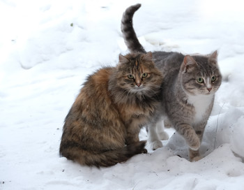 Наши кошки / кошки на снегу