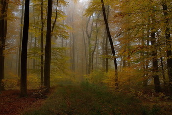 Прошедшая осень. / Лесной пейзаж . Осенним утром .