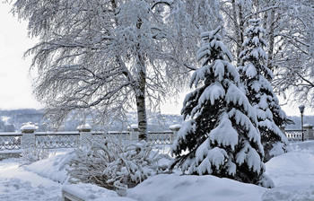 Снежное царство покоя. / деревья снег тишина