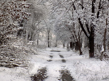 Дорога в зиму / зима