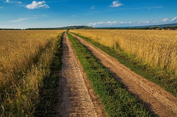 Дорога в полях / п.Шеланга,Татарстан