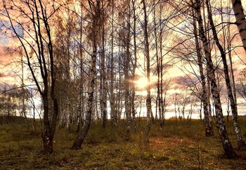 Осенним вечером в берёзовой роще / Осенним вечером в берёзовой роще