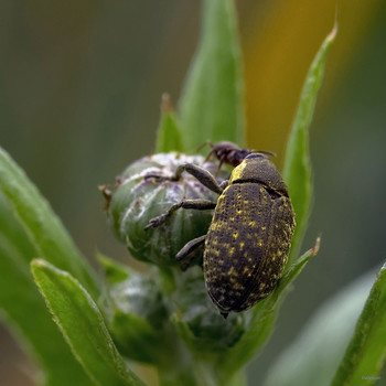 Встреча... / Долгоносик Larinus (phyllonomeus) planus и муравей.