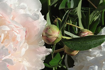 Нежность. / " " "