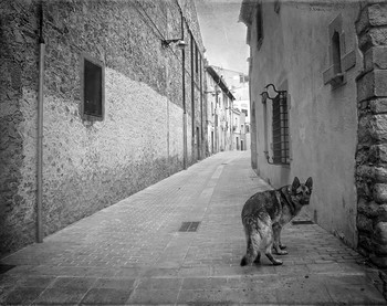 &nbsp; / Испания, пригород Барселоны, улица, собака, взгляд