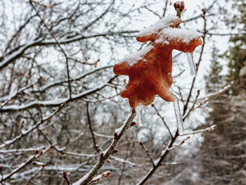 Замерзшие.. / На ветке лист дубовый.С сосульками.. Замерзли когда стекали.. Утром в лесу. В режиме макросъемки. Три сосульки на листе дуба.Свисают замерзшие.. На верхушке с шапкой снега.