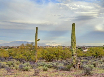 сагуары / Tucson city, Arizona, USA