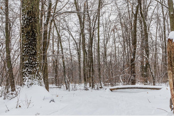 Пестрота зимнего леса.. / Зима, утром в лесу.. Пестрота деревьев снежном покрове.. Вдали бревно занесенное снегом. На переднем плане ствол дерева в снегу. Заснеженность лесного массива. Немного мело, снег на стволах деревьев. Пестрый лес...