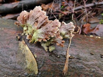 &nbsp; / holzzersetzende Pilze sind immer aktiv, an abgestorbenen Bäumen sind sie oft zu finden