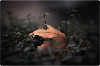 &nbsp; / Nice leaf shot with Nikon D5600 and manual Helios 44m-4 58mm f2 lens.