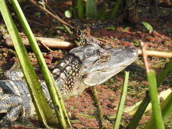 Портрет АллигаторЧика / Baby alligator portrait / Детеныш аллигатора в дикой природе. Ноябрь 2020, Техас