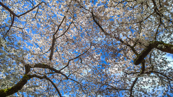 "И вновь весна..." / ***