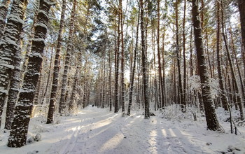 В зимнем лесу / Солнечным днем