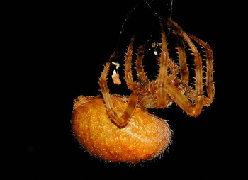 Крестовик / Пару лет назад в саду была тьма тьмущая пауков-крестовиков разного вида и цвета на любой вкус