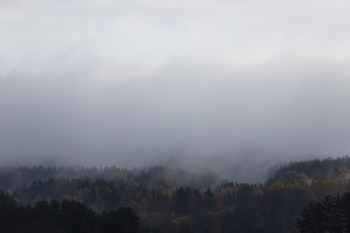 Туманный лес / Хмурый, утренний лес, скрывался в густом тумане обретая все большую таинственность.