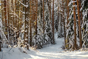 В зимнем лесу / Хвойный лес