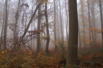 Краски ноября / Осенний утренний лесной пейзаж .
