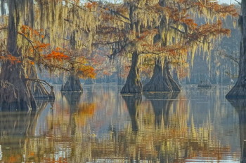 про цаплю / болотные кипарисы в Луизиане, США