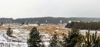 С возвышенности.. / Зимним утром. Когда туман рассеивается. И когда погода в плюсе.. Туманным утром в январе. Сосны и верхушки на ближнем плане. Край леса полосой в низине. И полоса леса на дальнем плане.. Это было на рождество, утром..