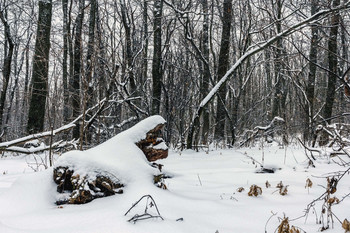 Занесло... / Занесло лес снегом. Зима утро в лесу. У коряжки.. После того как прошел снегопад.. Занесенные стволы деревьев снегом. Под наклоном на право... Снегом занесенный лес.