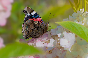 В краю гортензий / Бабочка Адмирал