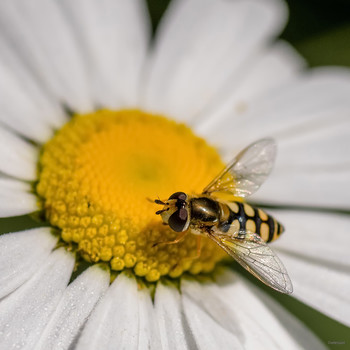 &nbsp; / Муха-журчалка осовидная (Syrphus ribesii)