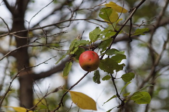 Яблоко / наш сад