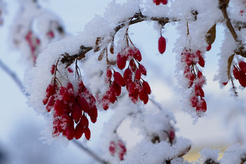 В пушистом снегу. / Зимние ягоды барбариса.