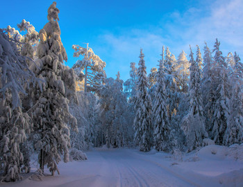 Зимняя сказка / Уральский лес зимой