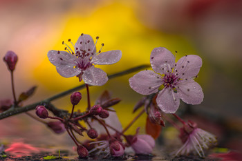  / Macro de flores.