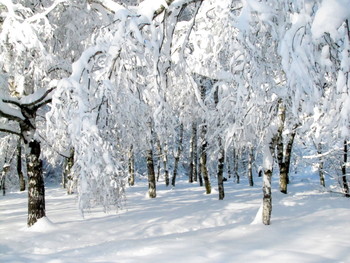 Сказочный лес / Снежная зима.